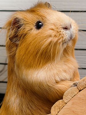 guinea pigs playing