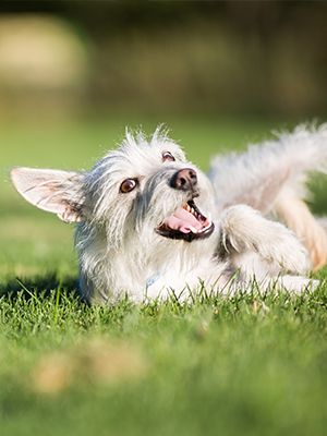 pet grooming flea dip