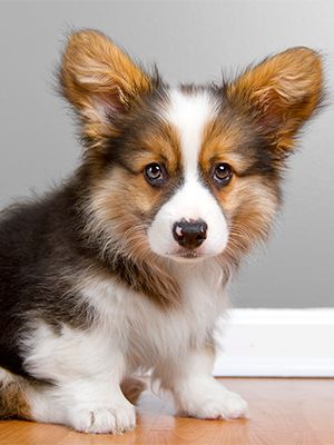 petsmart potty training class