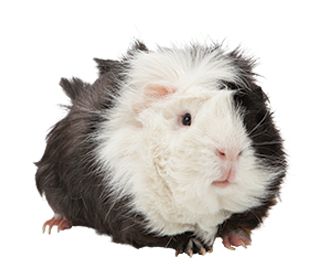 essentials for guinea pigs