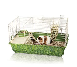 supplies needed for a guinea pig