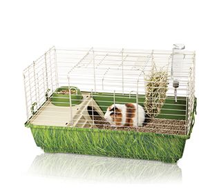 what all do guinea pigs need