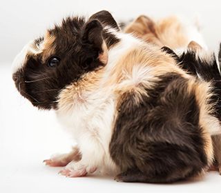 guinea pig maintenance