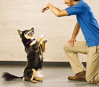 Petsmart puppy training store classes