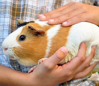 how much do guinea pigs cost a month