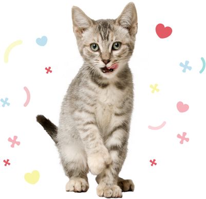 Cats And Dogs For Adoption Petsmart Saves Lives