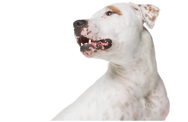 PetSmart Dog Image - Loyalty Program