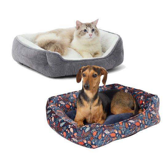 cat and dog in bed