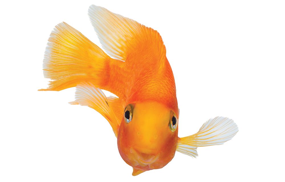 puffer fish petsmart