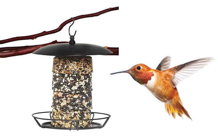 Petsmart shop hummingbird feeders