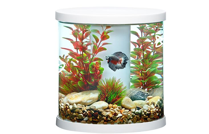 Nearest fish 2024 pet shop