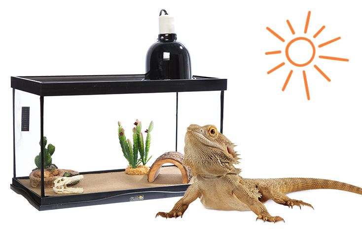 petsmart lizard tank