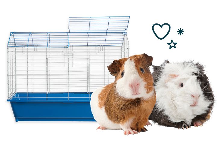 Small Pets for Sale: Hamsters, Gerbils, Mice & More | PetSmart