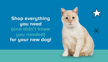 Shop everything you need, and didn't know you needed, for your new cat!