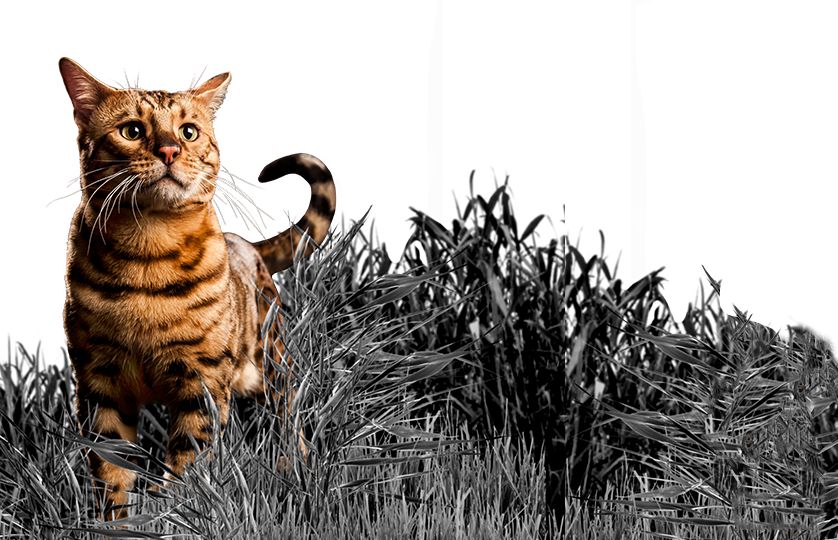 nulo cat food petsmart