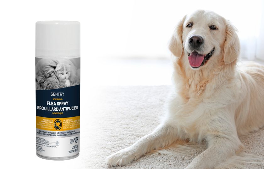 Sentry dog sales flea treatment