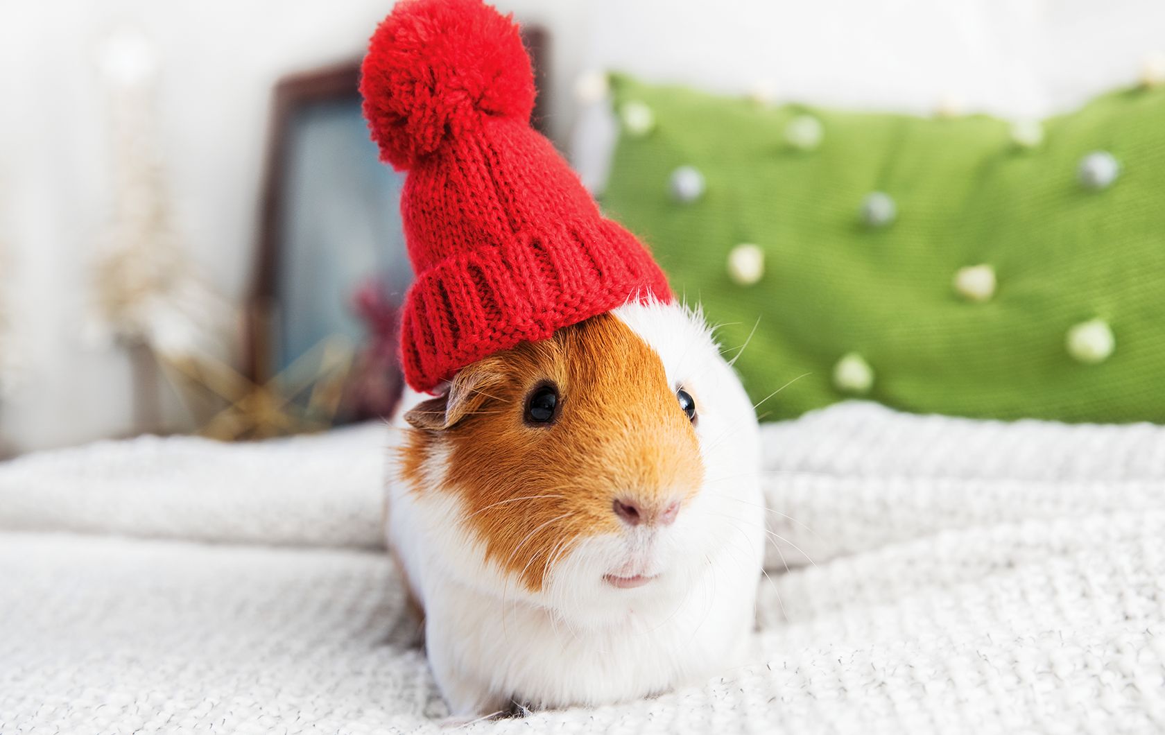 Celebrate the Holidays with Pets PetSmart