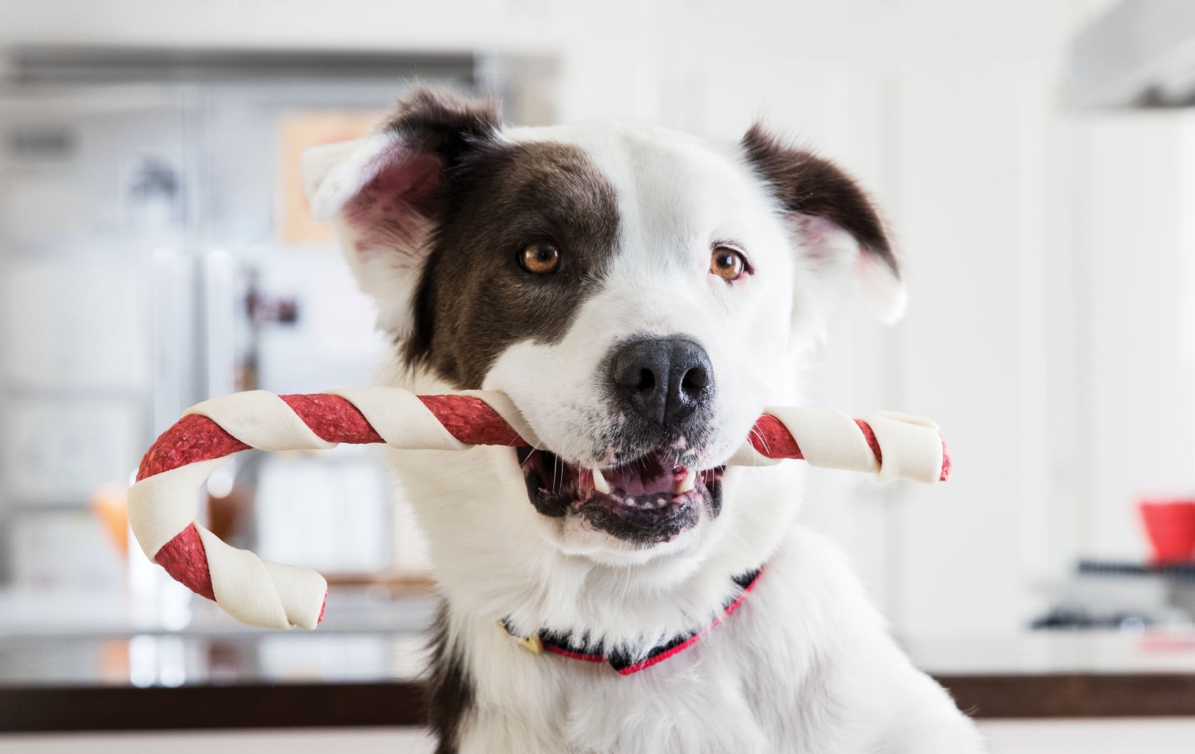 Celebrate the Holidays with Pets PetSmart