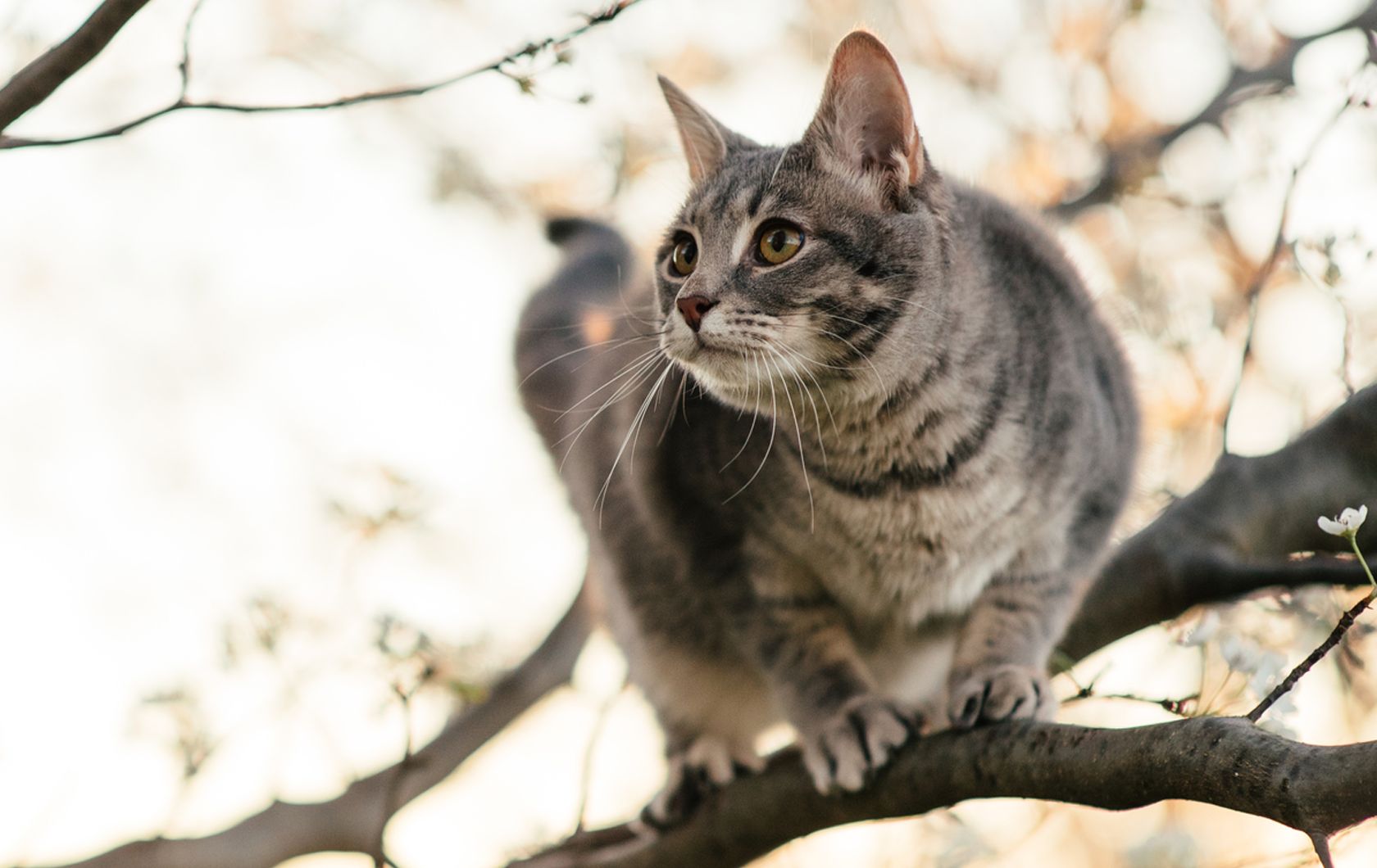 petsmart cat probiotics