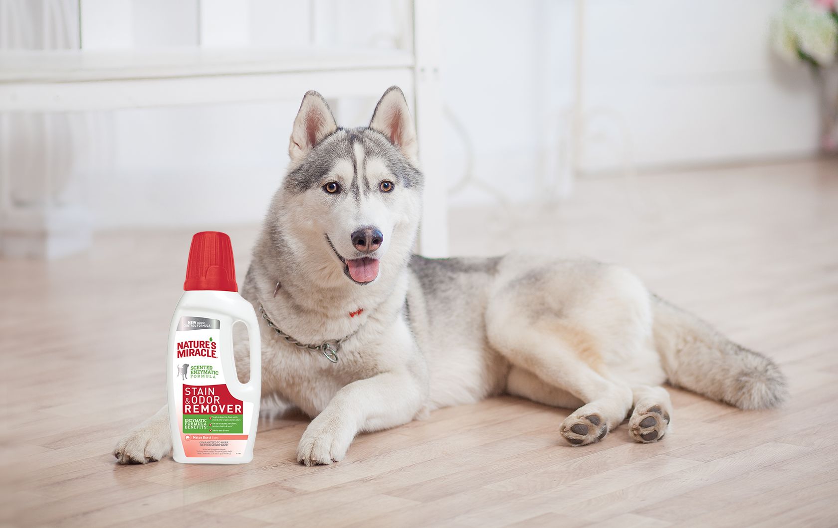 Nature miracle pet stain and hot sale odor remover