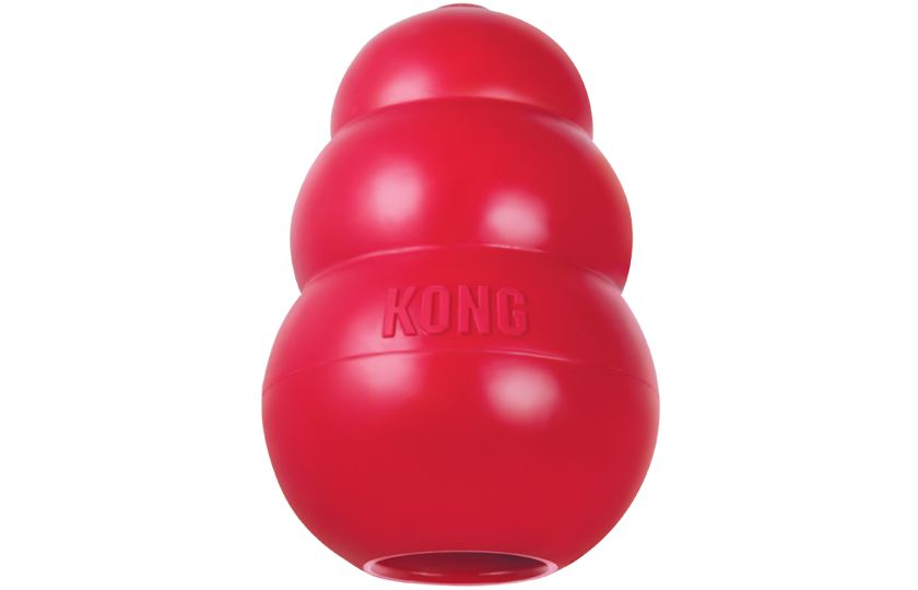 kong dog teddy