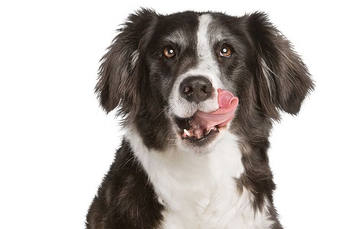 Automatic Dog Feeders Dog Food Water Dispensers Petsmart