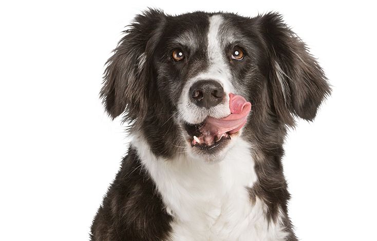 timed dog feeder petsmart