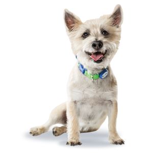 Petsmart perimeter collar sale