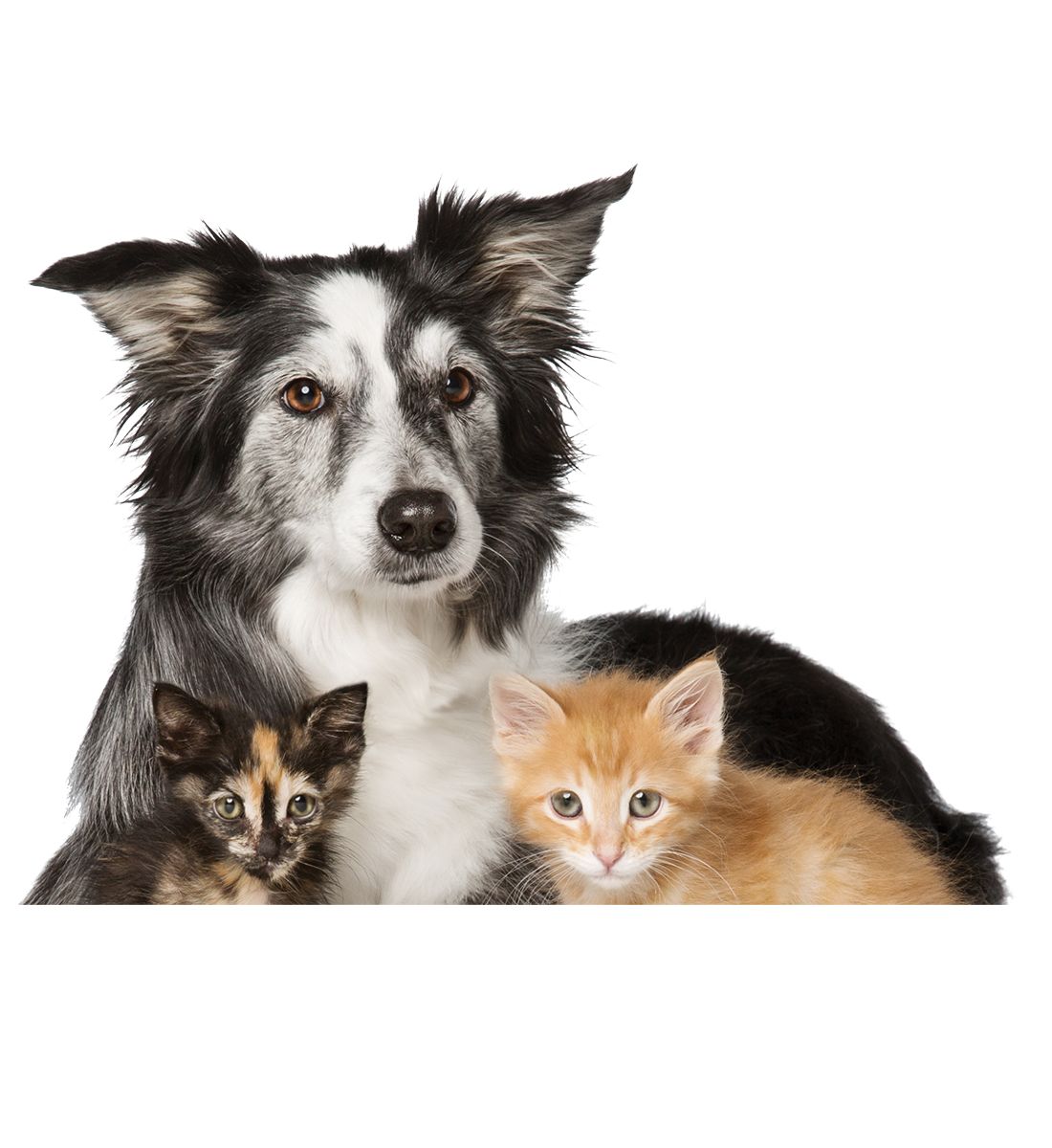 Cats and Dogs for Adoption: PetSmart Saves Lives