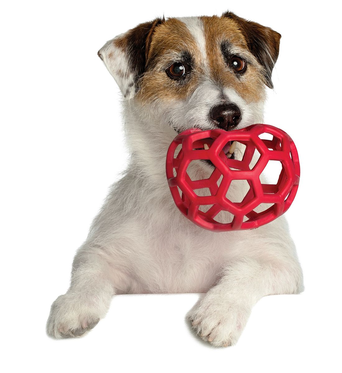 Image result for doggie