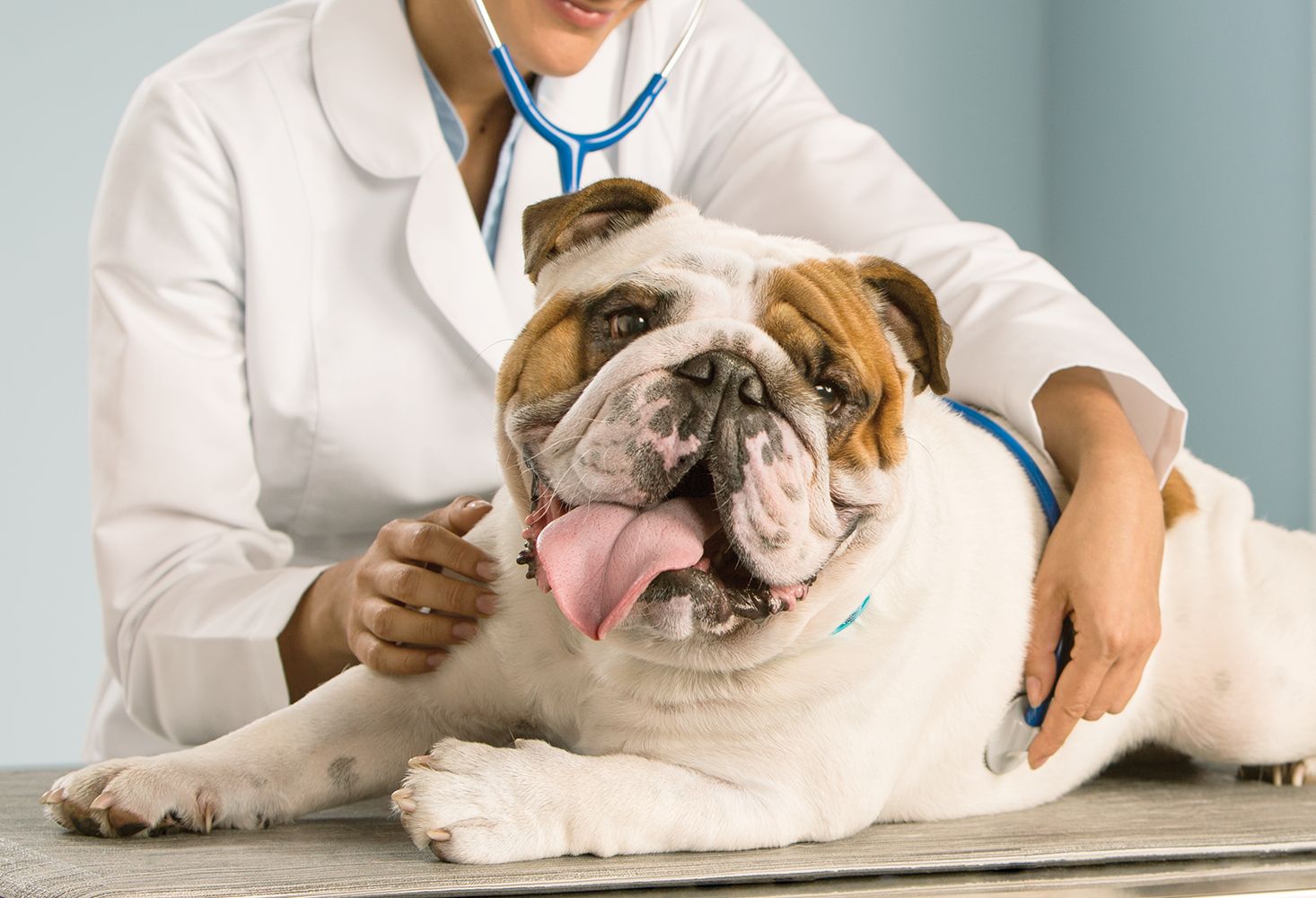 Petsmart vet store