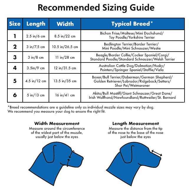 how to measure a dog for a muzzle