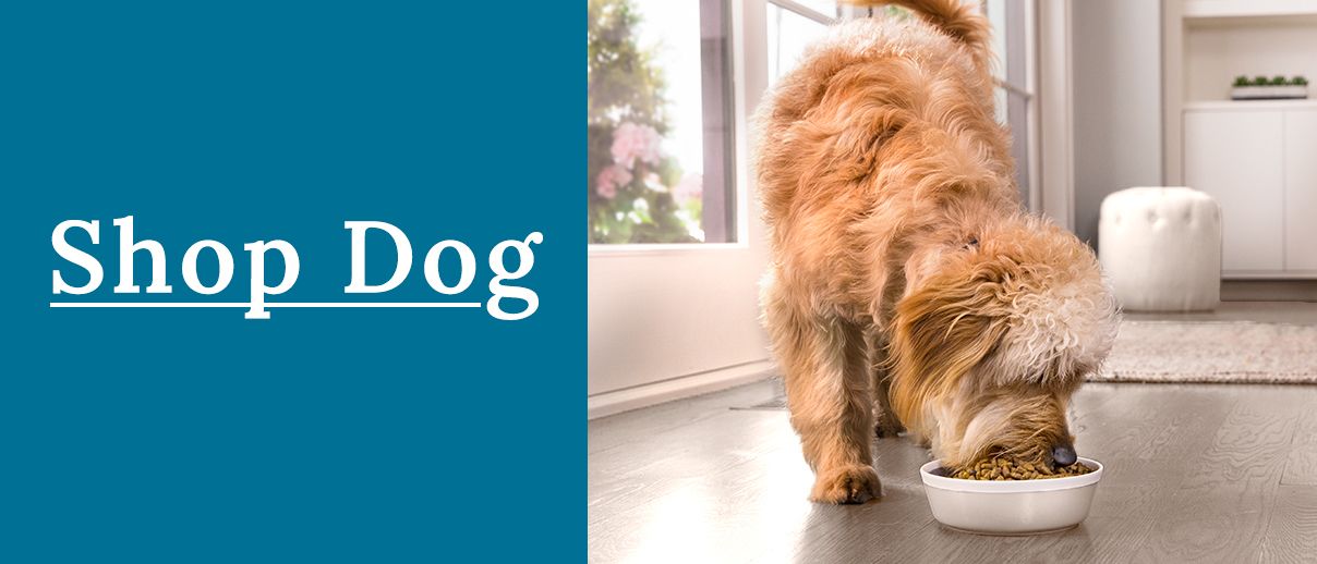 dog eating kibble out of a bowl