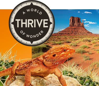 Thrive Reptile Thermometer and Hygrometer Combo | PetSmart