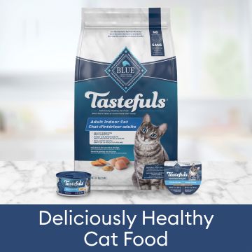 Deliciously healthy cat food