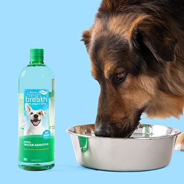 Dog drinking out of metal bowl with TropiClean Fresh Breath bottle nearby