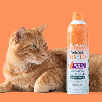 Orange cat laying beside TropiClean flea & tick spray