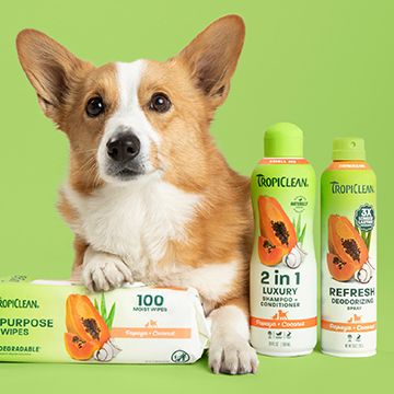 Corgi next to an assortment of TropiClean grooming products