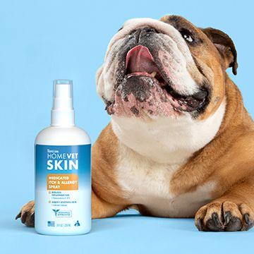 Bulldog with Homevet Skin Spray