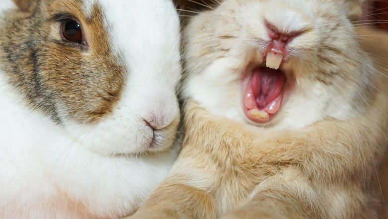 Two rabbits close together, one yawning with mouth open showing teeth.