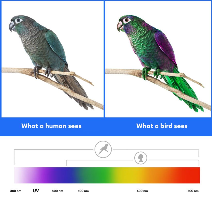 Lighting for Pet Birds