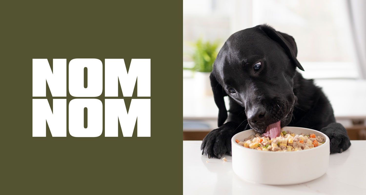 Nom Nom Dog Food Review 2024