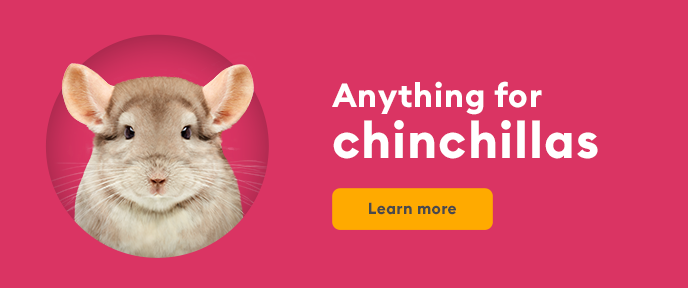 Chinchilla for best sale sale petsmart