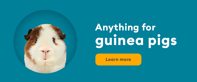 Petsmart guinea hot sale pig