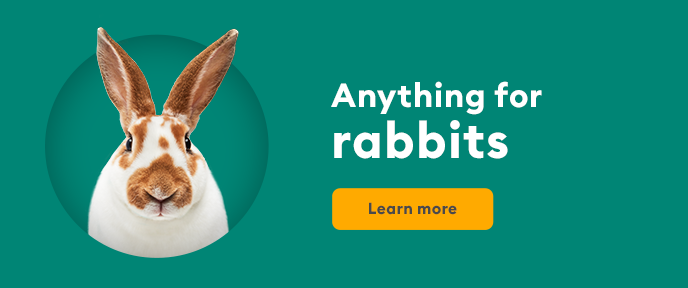 Pet best sale rabbit petsmart