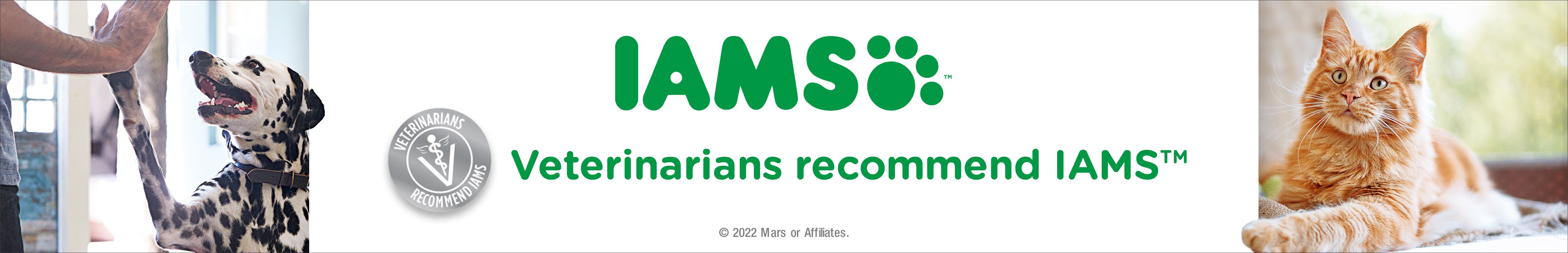 Petsmart iams kitten store food