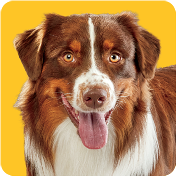 Dog with yellow background