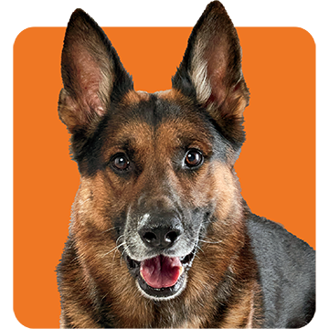 Large breed dog with orange background