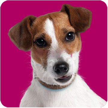 Dog with pink background