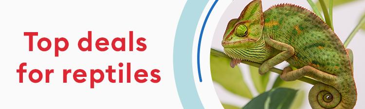 Top deals for reptiles. Chameleon walking on a plant.
